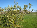 Olea europaea